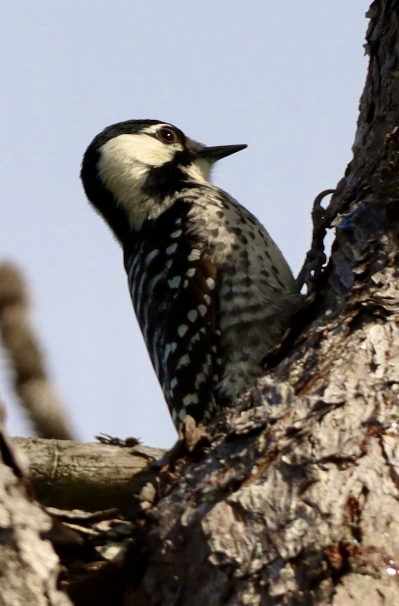 Red-cockaded Woodpecker - ML644806348