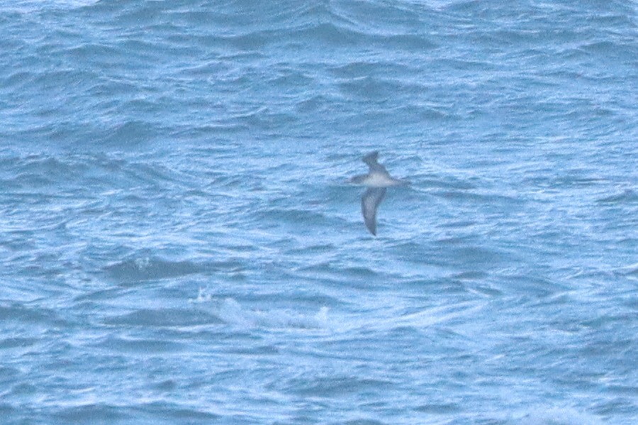 Cory's Shearwater - ML644806349