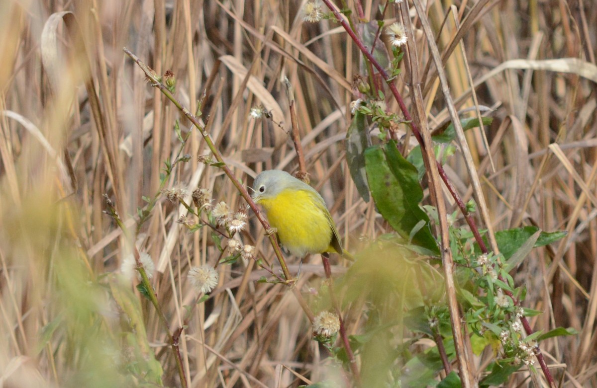 Nashville Warbler - ML644806372