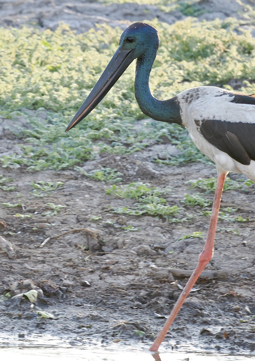 čáp černokrký - ML644806375