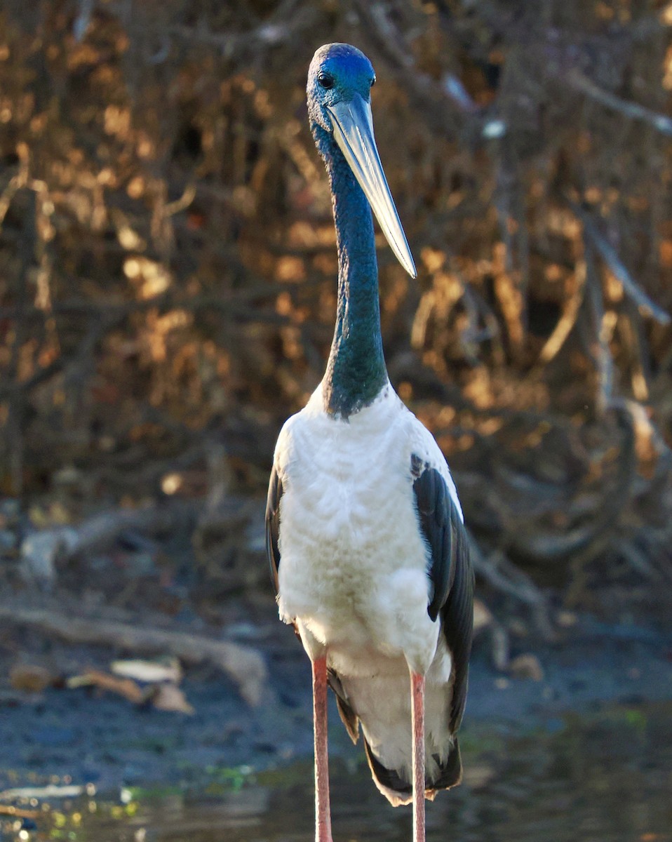 čáp černokrký - ML644806376