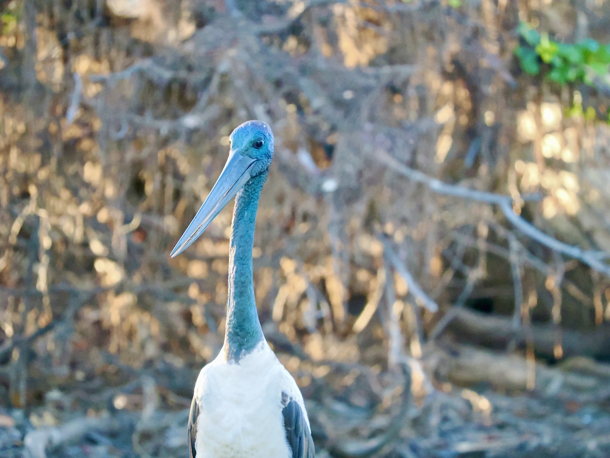 čáp černokrký - ML644806377