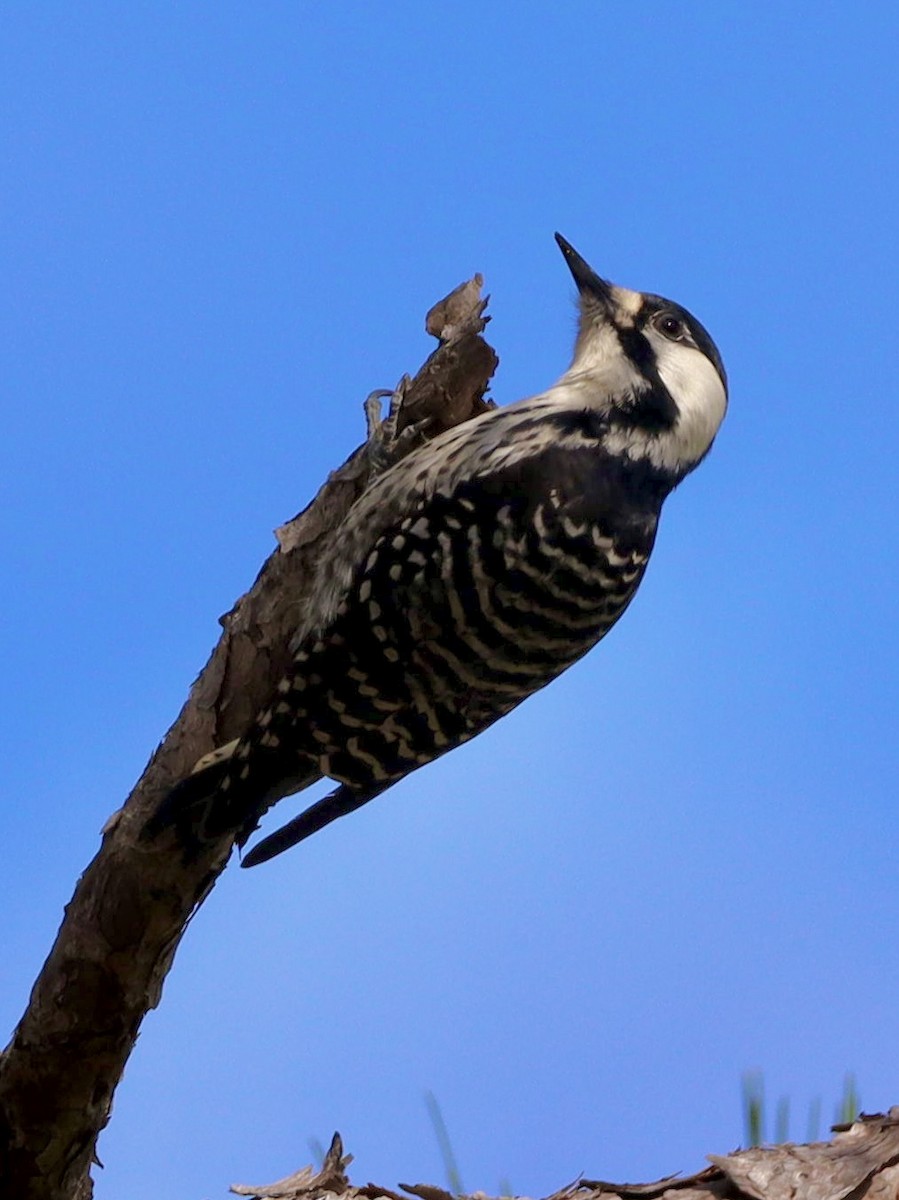 Red-cockaded Woodpecker - ML644806380