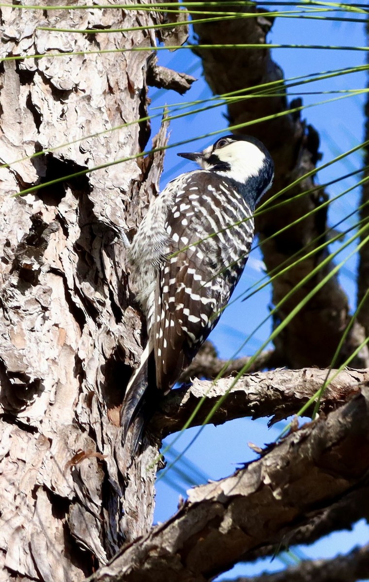Red-cockaded Woodpecker - ML644806381