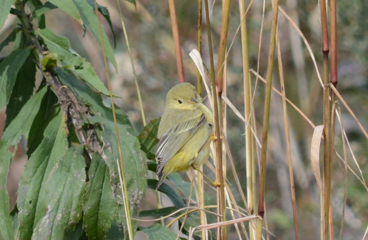 Northern Yellow Warbler - ML644806382