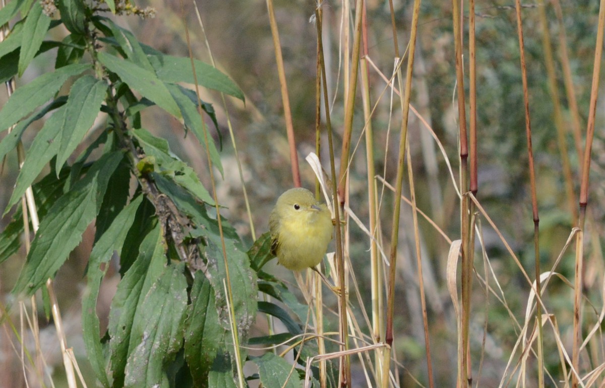 Northern Yellow Warbler - ML644806383