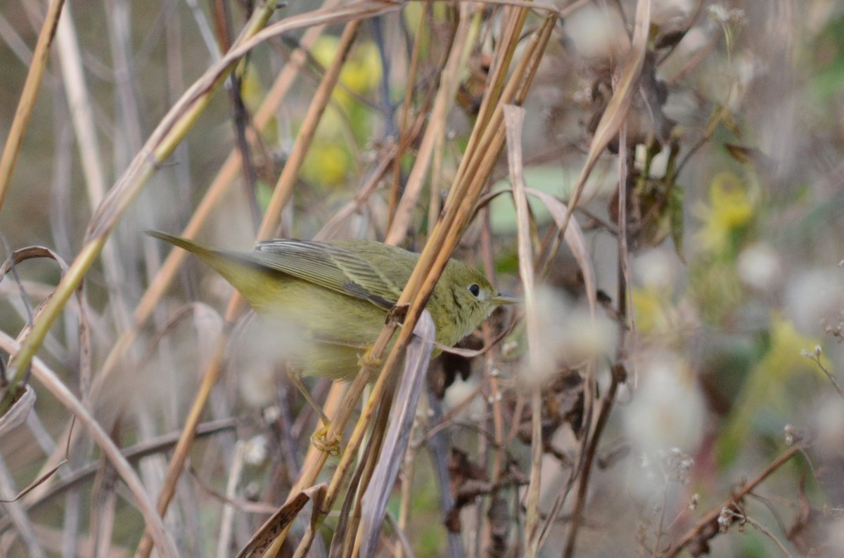 Northern Yellow Warbler - ML644806384