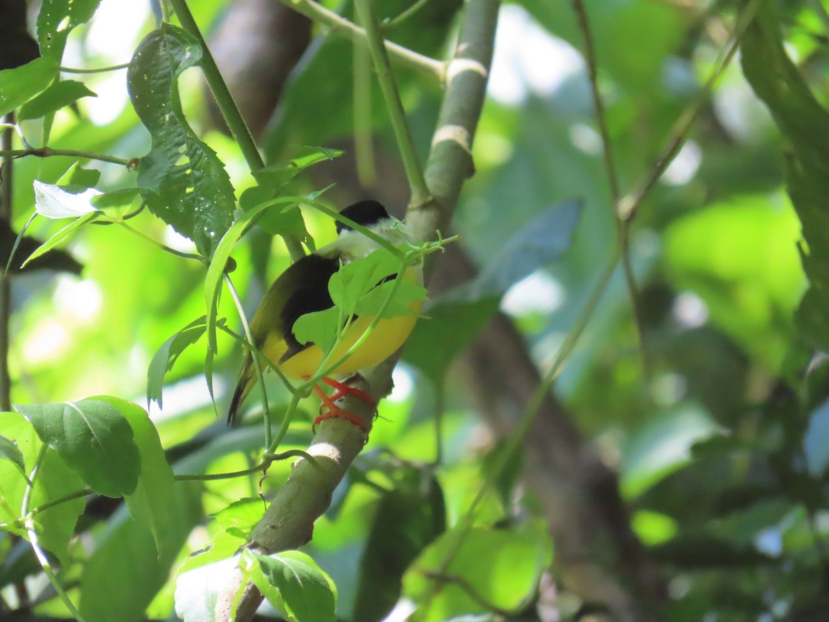 hvitkappemanakin - ML644806398