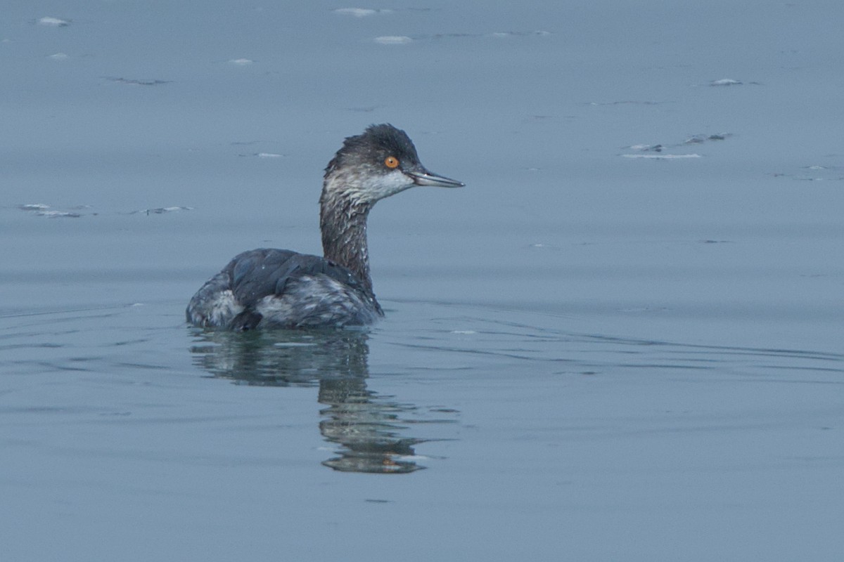 potápka černokrká - ML644806403