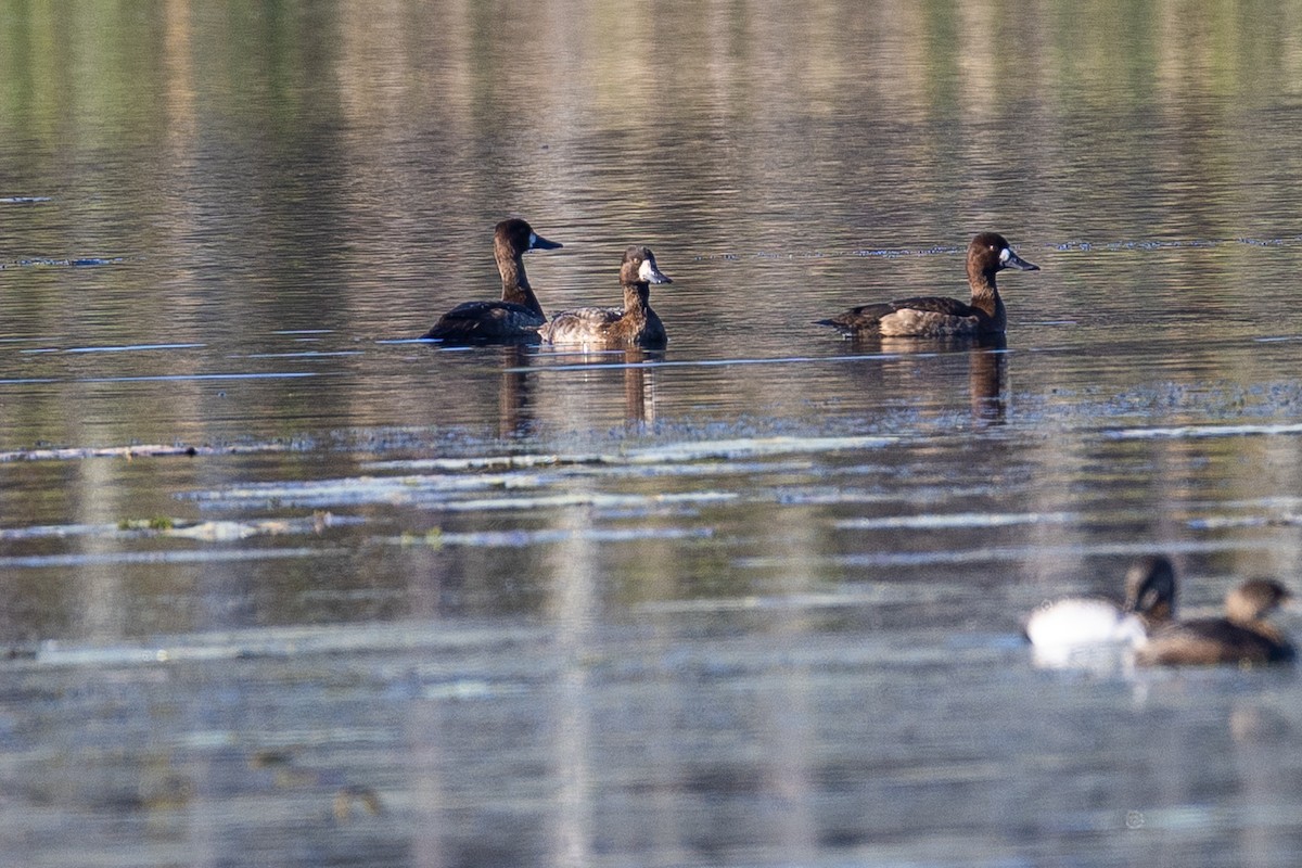 スズガモ - ML644806405