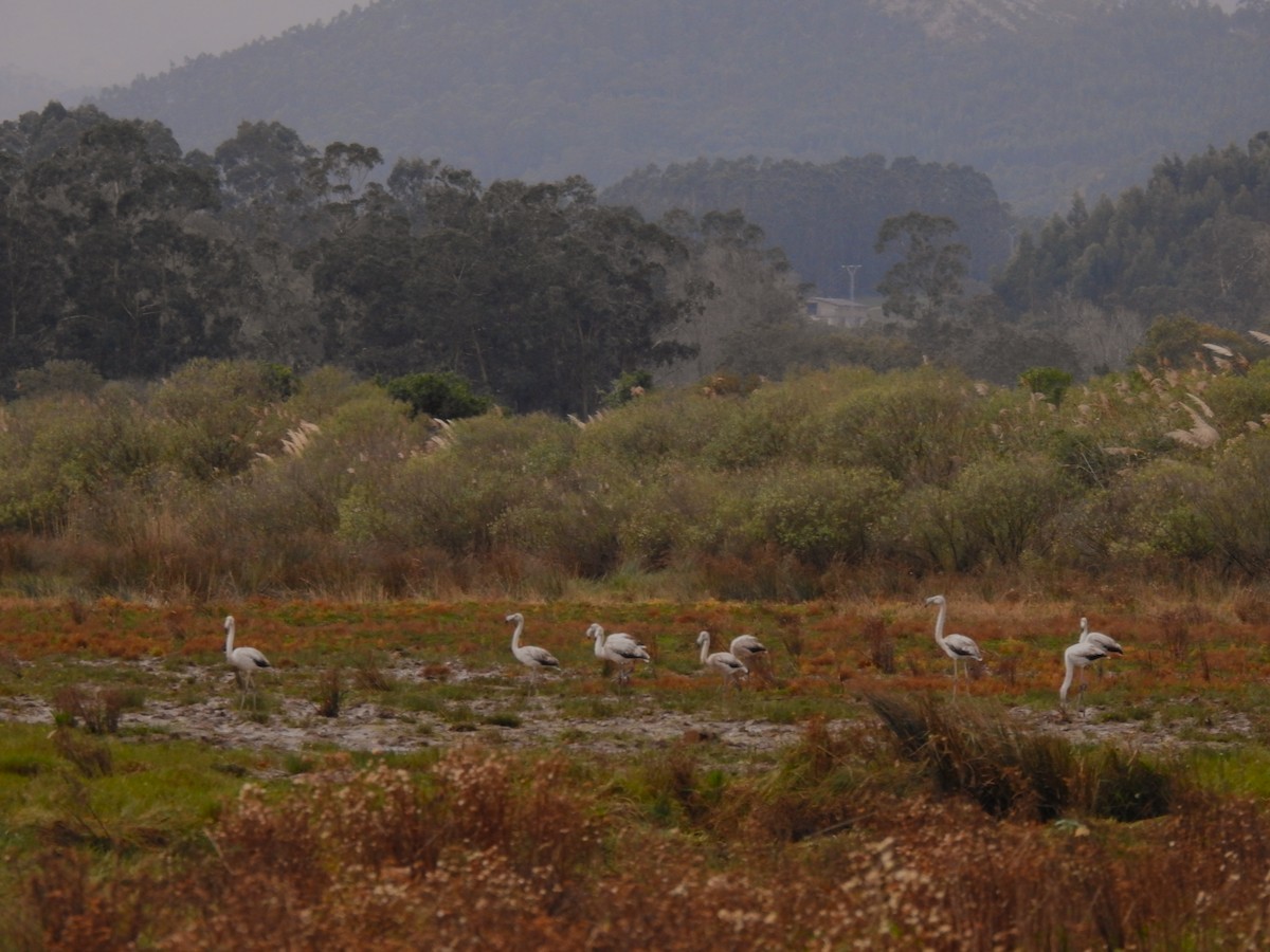 Greater Flamingo - ML644806414
