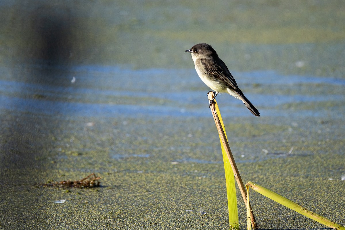 Eastern Phoebe - ML644806418