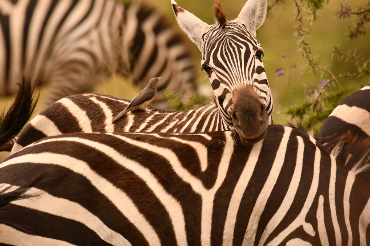 rødnebboksehakker - ML644806432