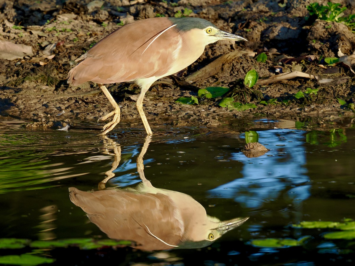 Nankeen Night Heron - ML644806434