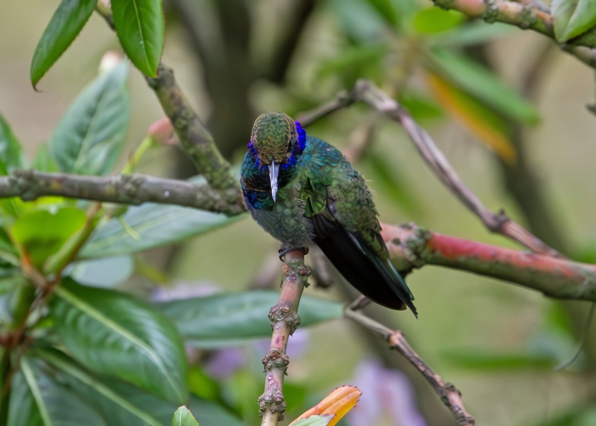 Колібрі синьочеревий - ML644806435