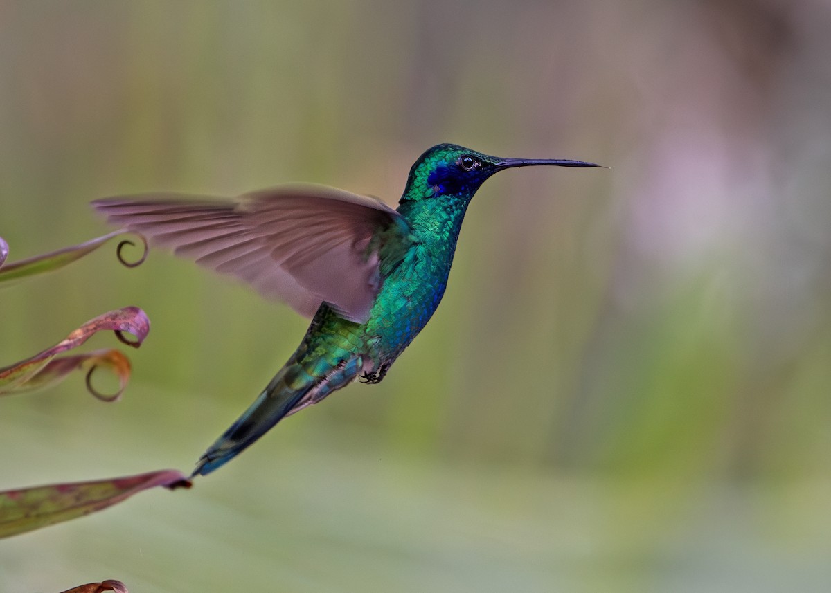 Колібрі синьочеревий - ML644806436