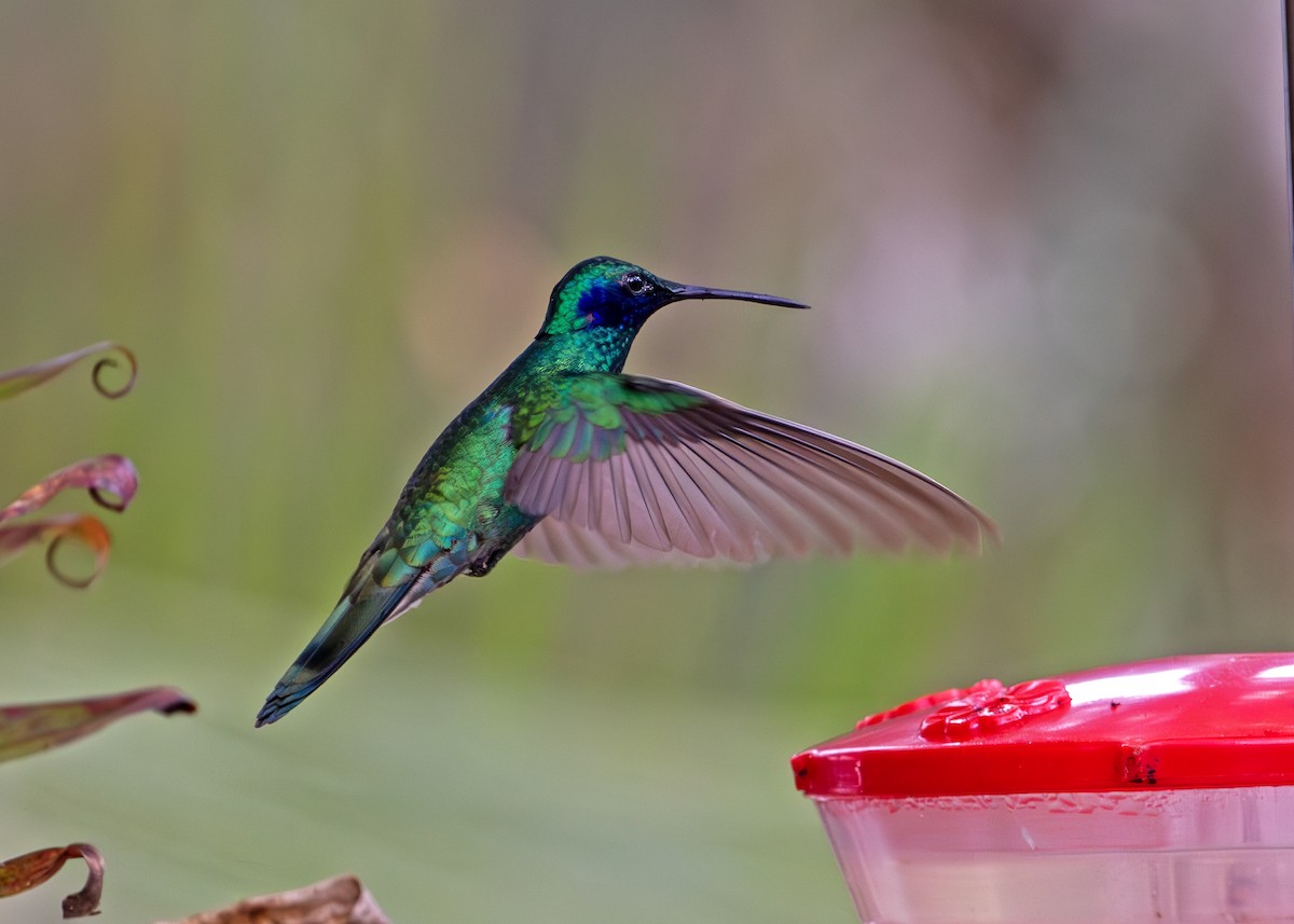 Колібрі синьочеревий - ML644806437