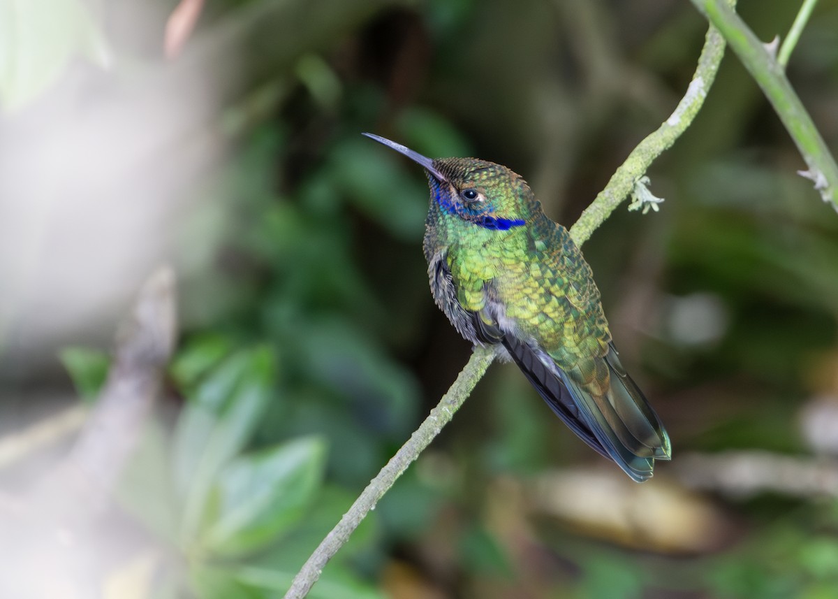 Колібрі синьочеревий - ML644806438