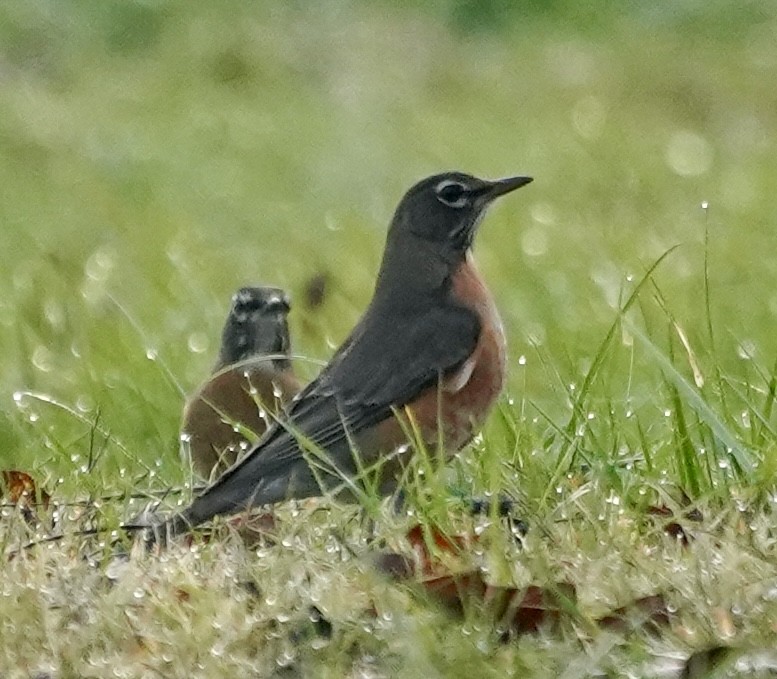 drozd stěhovavý - ML644806439
