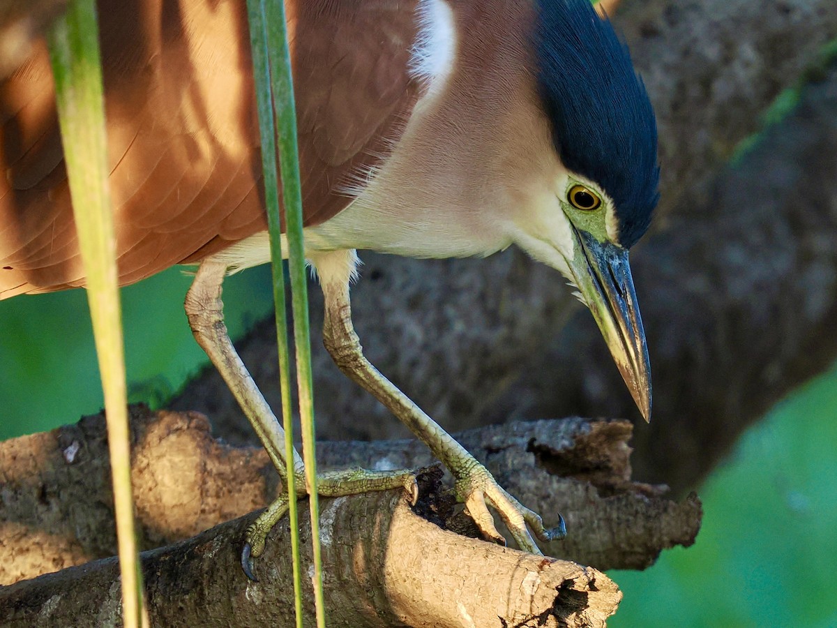 Nankeen Night Heron - ML644806442