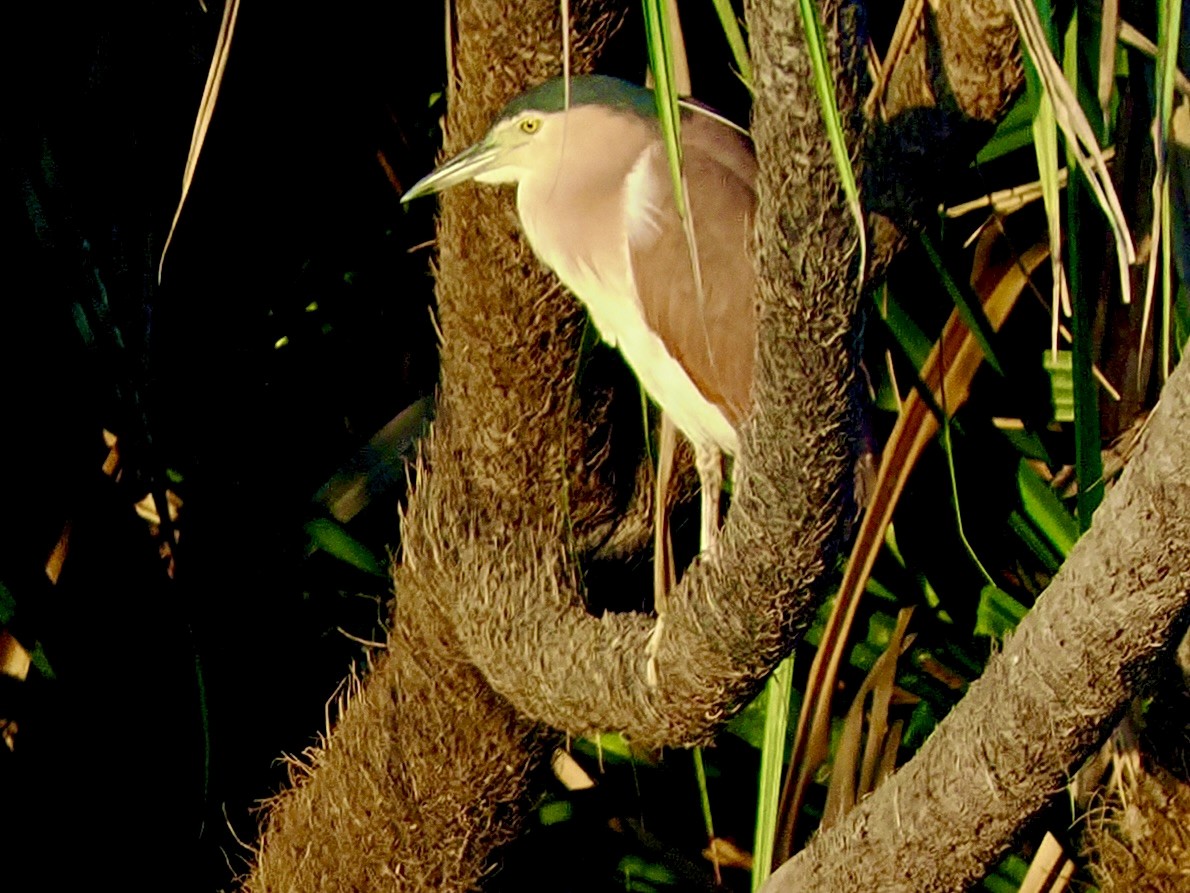 Nankeen Night Heron - ML644806443