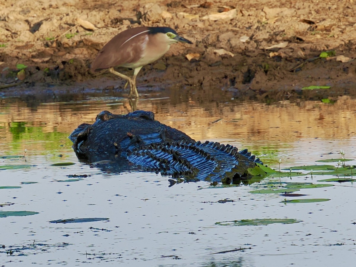 Nankeen Night Heron - ML644806448