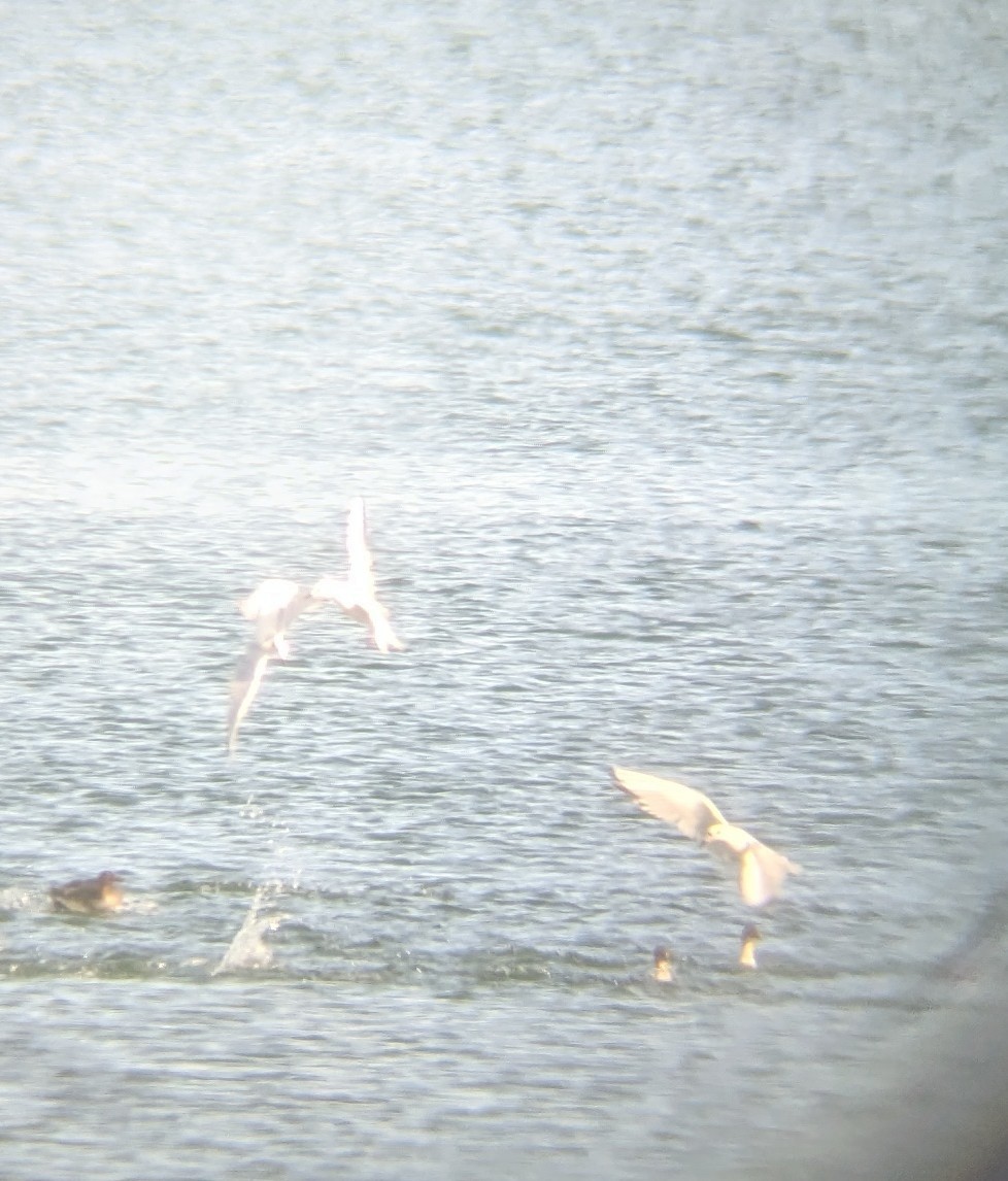 Tarakdiş - ML644806454