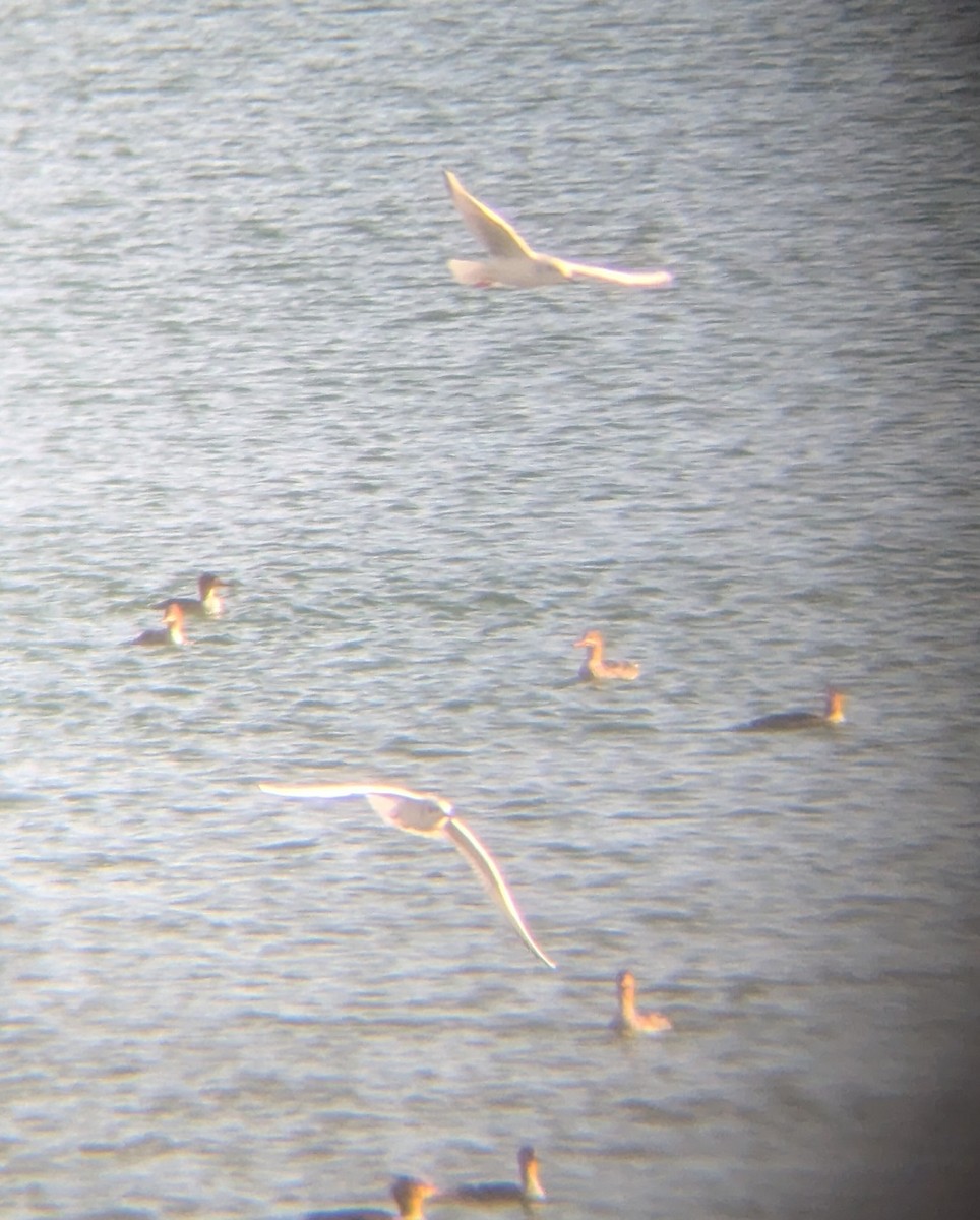 Tarakdiş - ML644806455