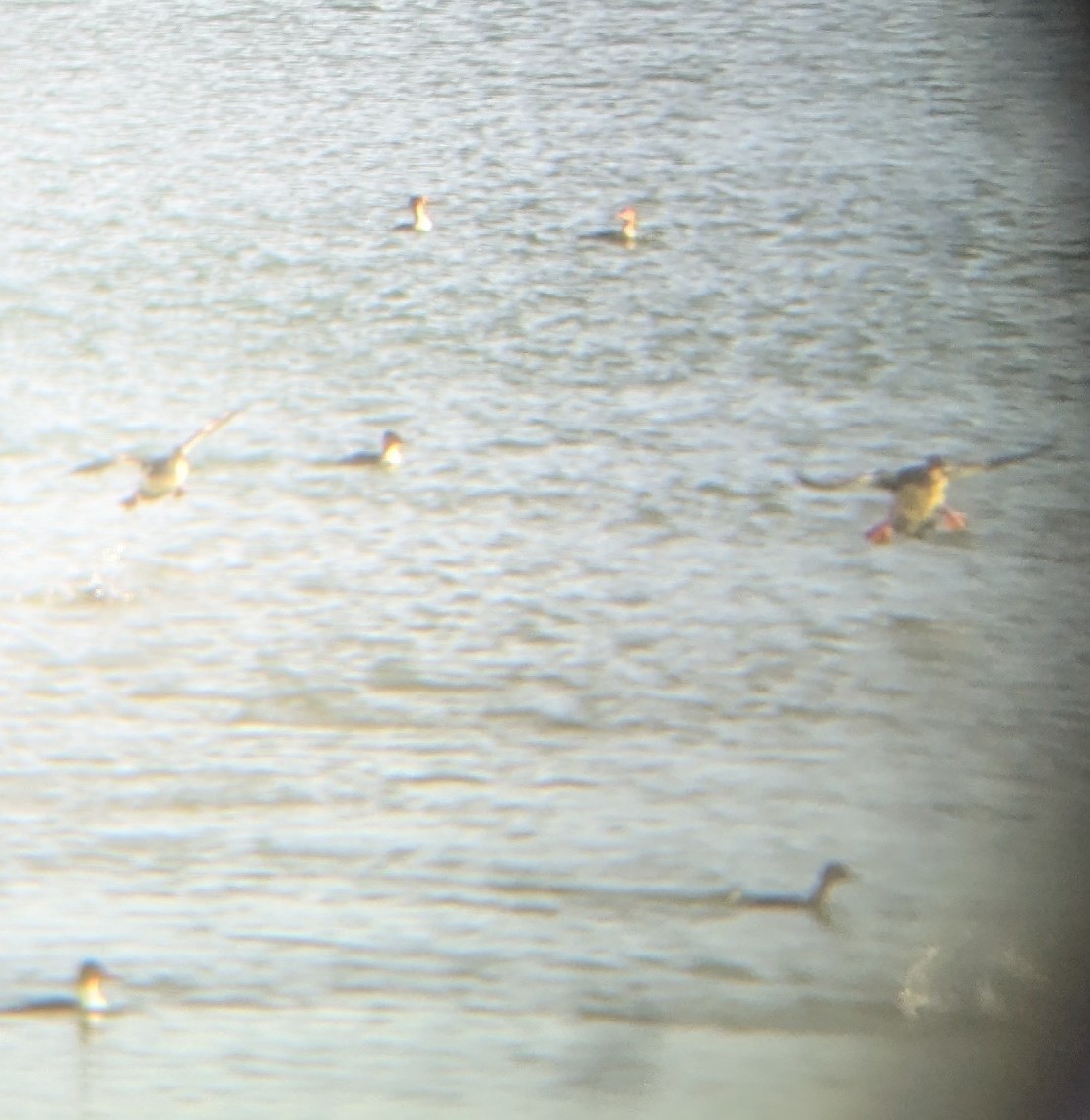 Tarakdiş - ML644806456