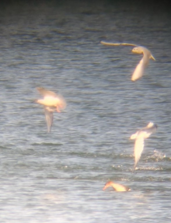 Tarakdiş - ML644806457