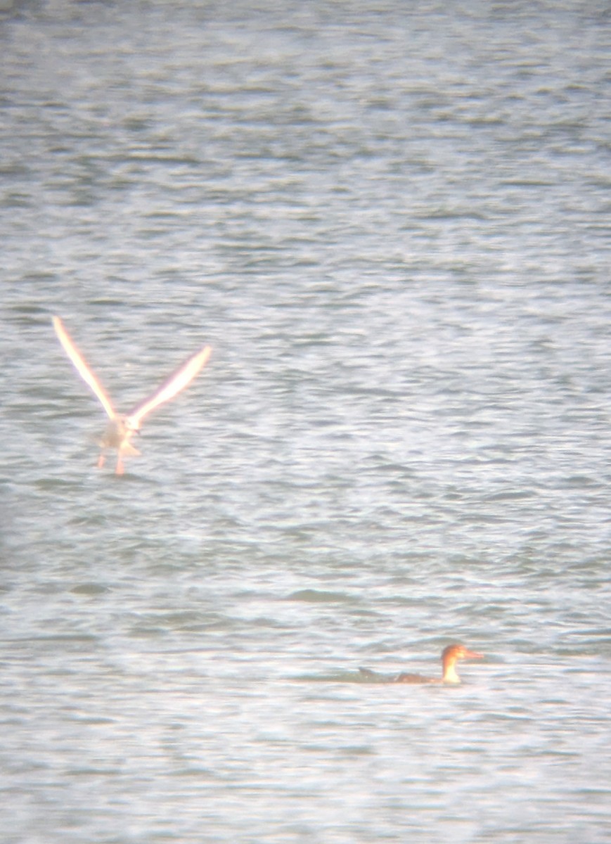 Tarakdiş - ML644806458