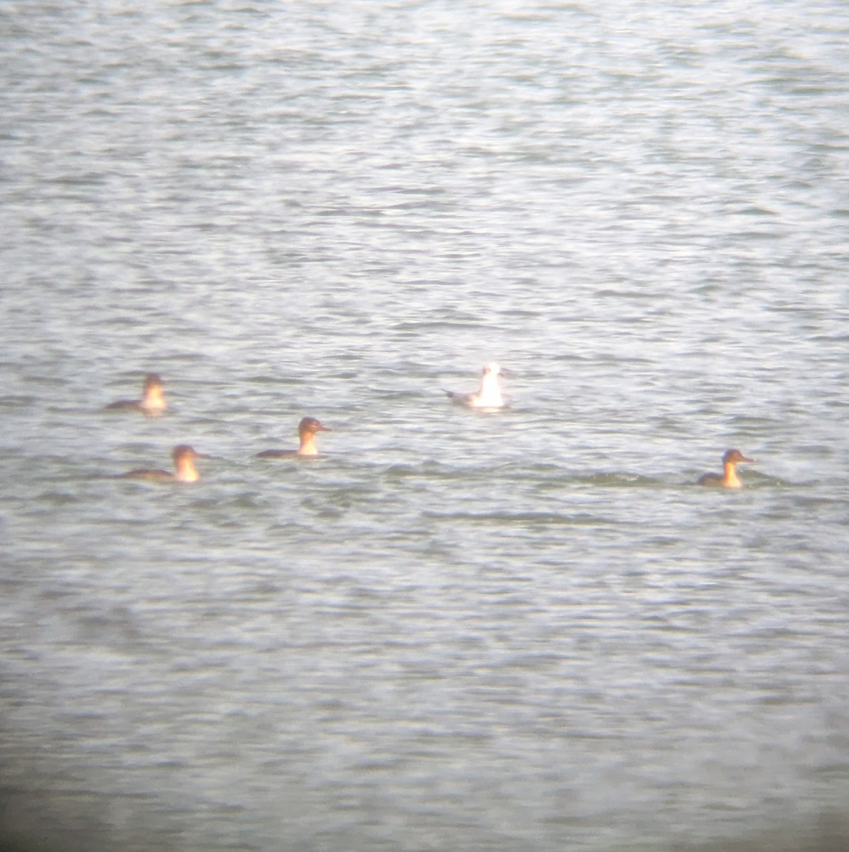 Tarakdiş - ML644806459