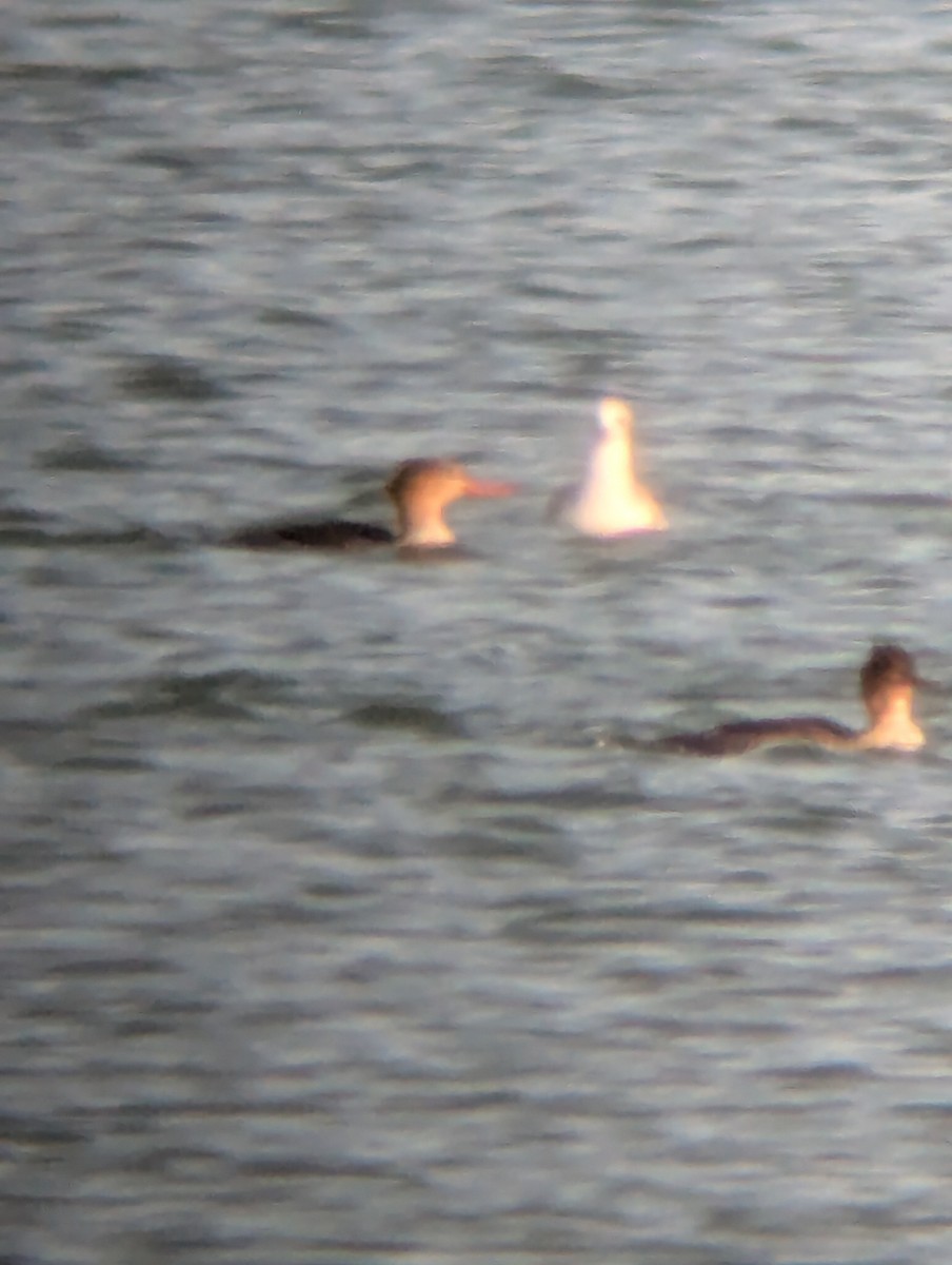 Tarakdiş - ML644806460