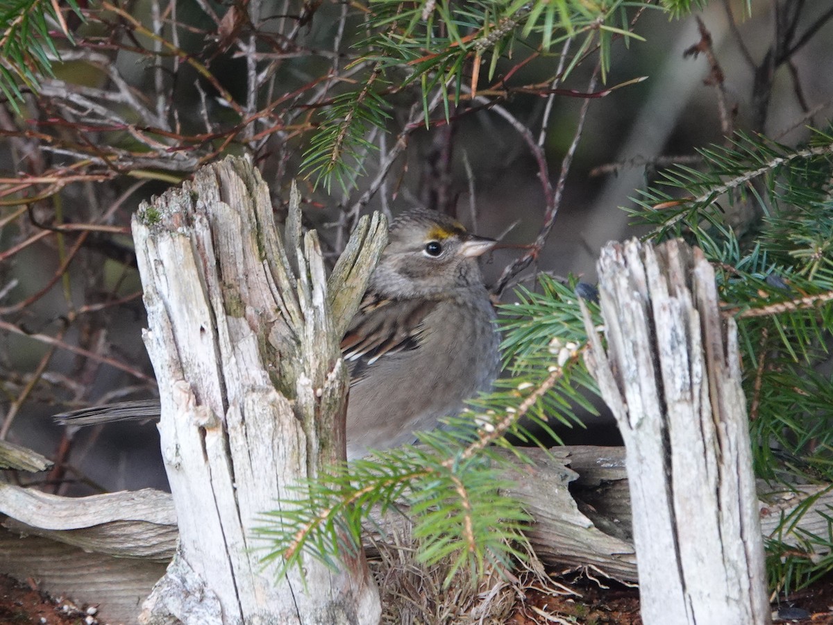 Golden-crowned Sparrow - ML644806488