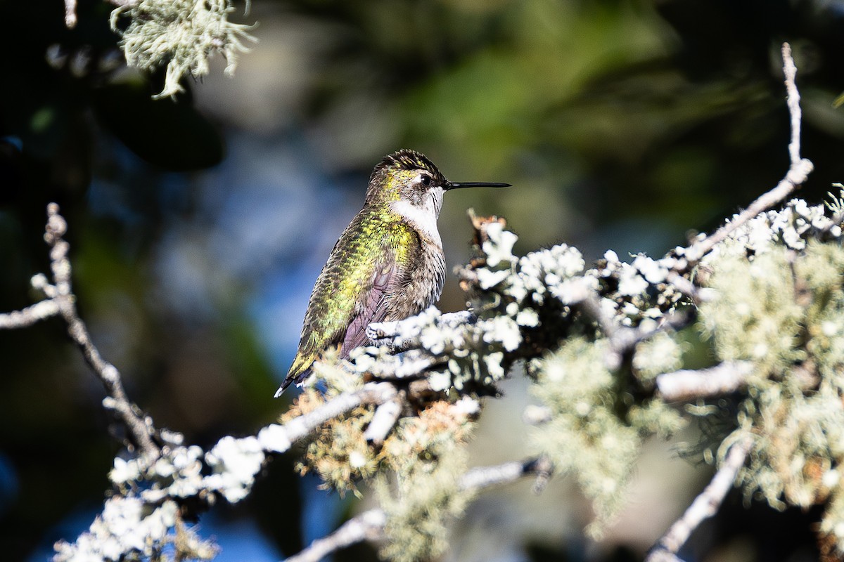 Ruby-throated Hummingbird - ML644806493