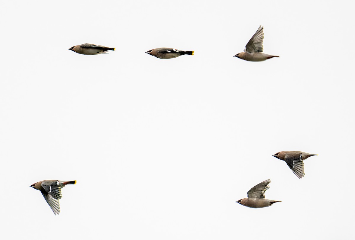 Bohemian Waxwing - ML644806501