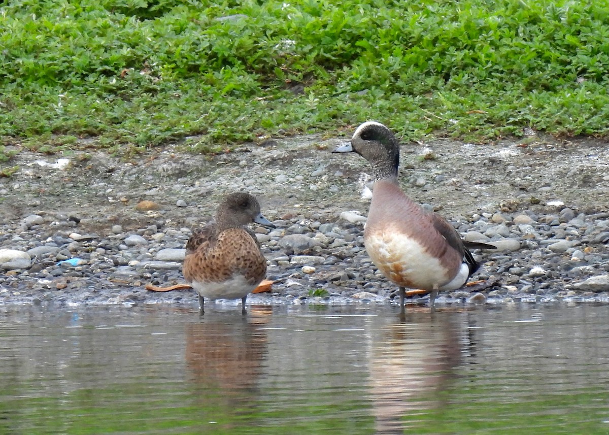 American Wigeon - ML644806505