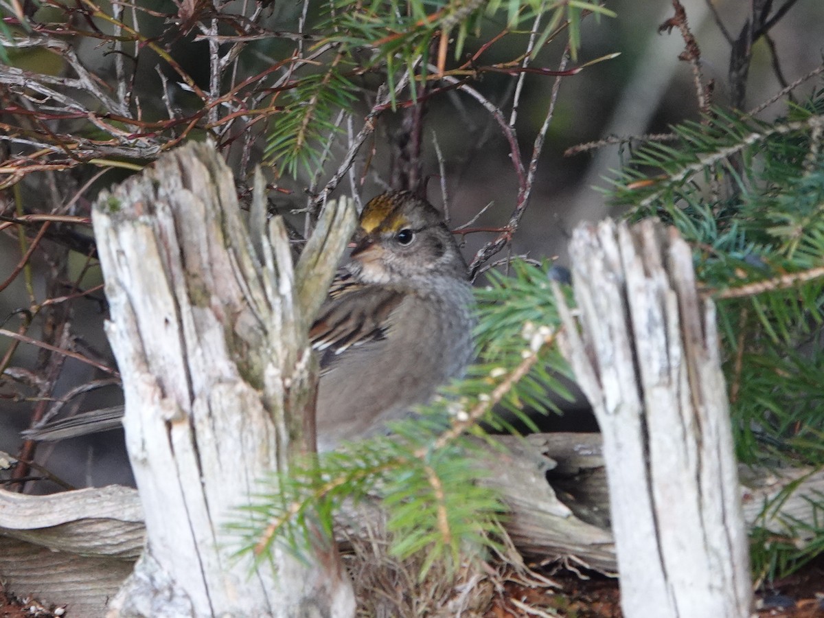 Golden-crowned Sparrow - ML644806514