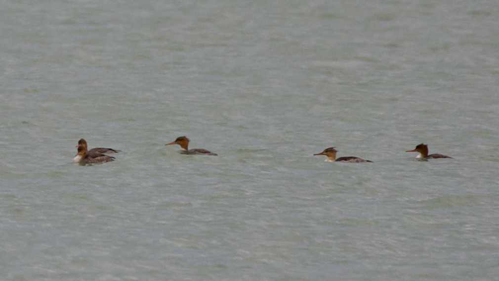 Tarakdiş - ML644806519