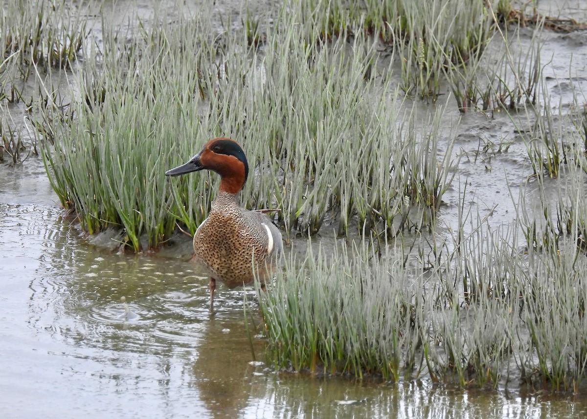 Ногоохон нугас - ML644806521