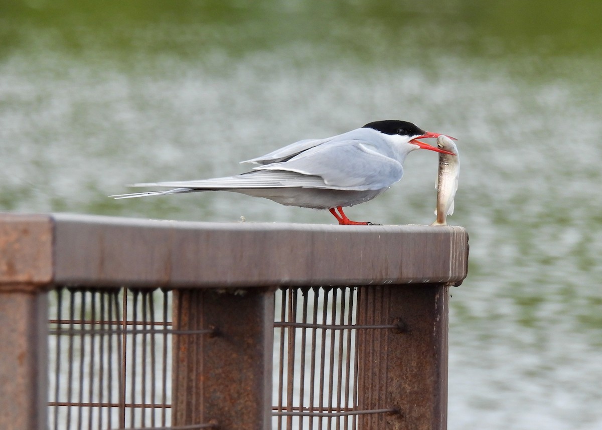 Умардын хараалай - ML644806535