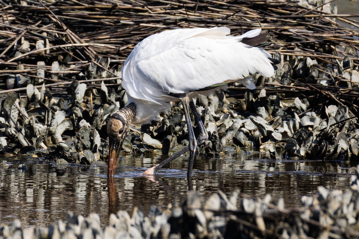 Wood Stork - ML644806536