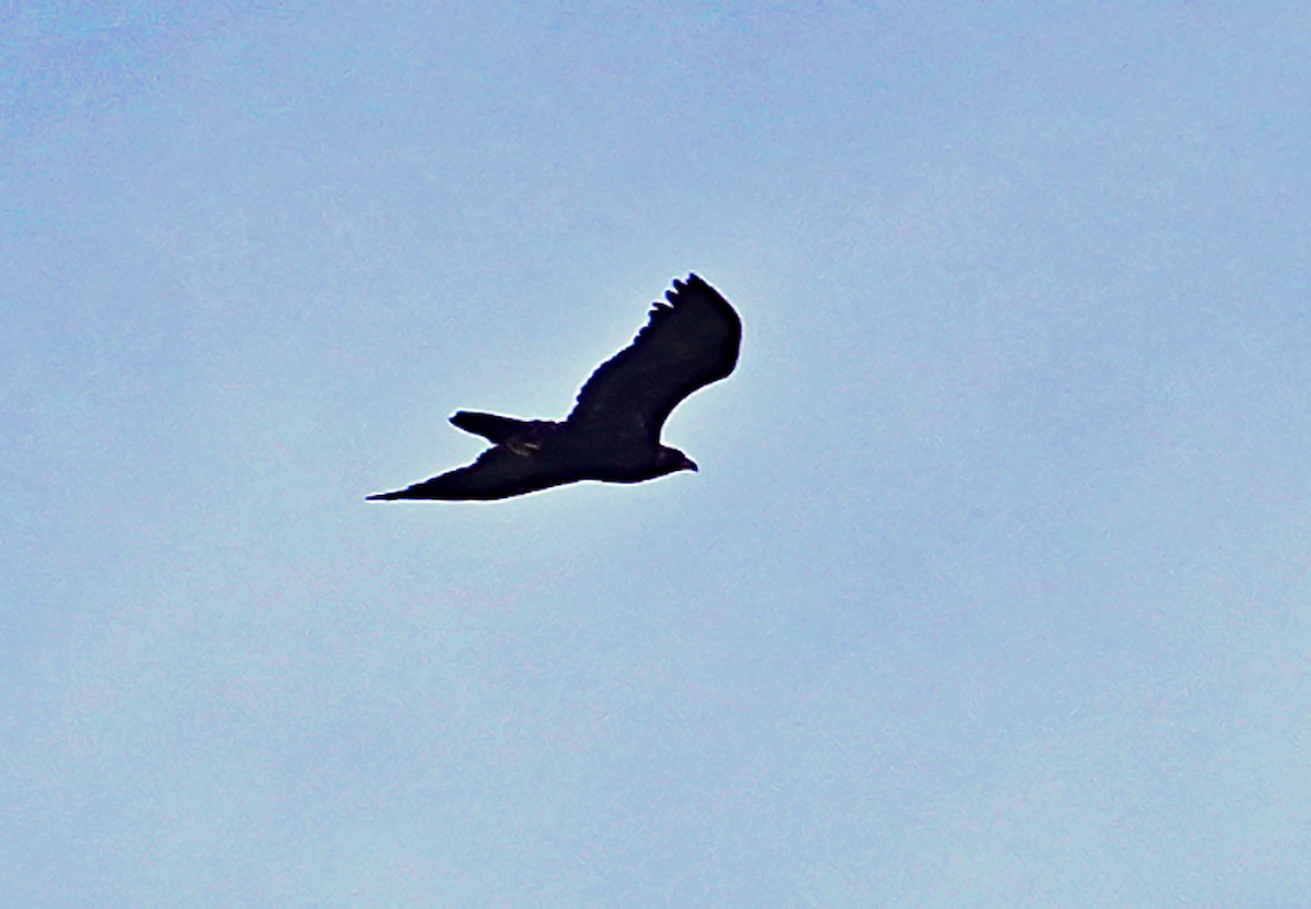 Golden Eagle - ML644806546