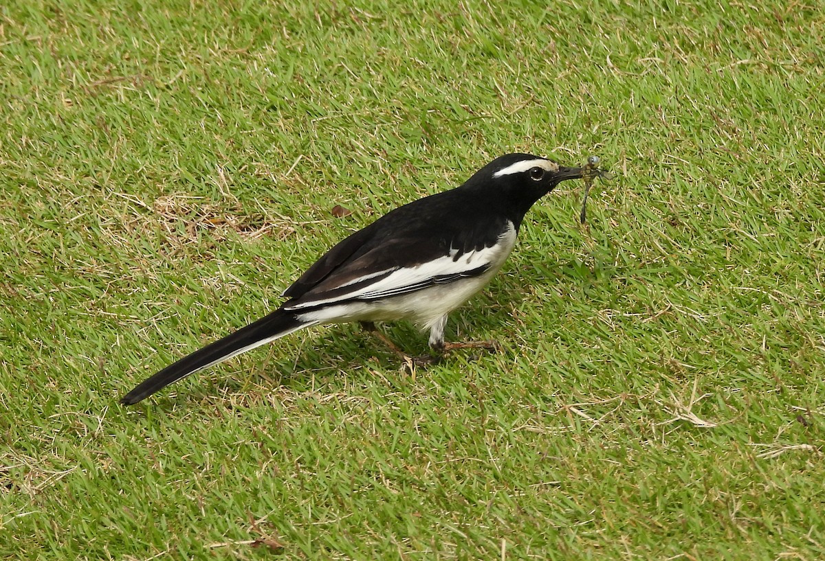 skjæreerle - ML644806551