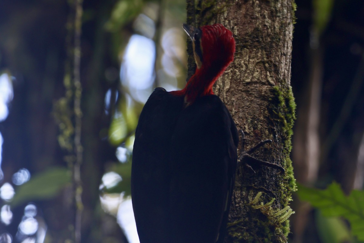 karminspett (splendens) - ML644806553