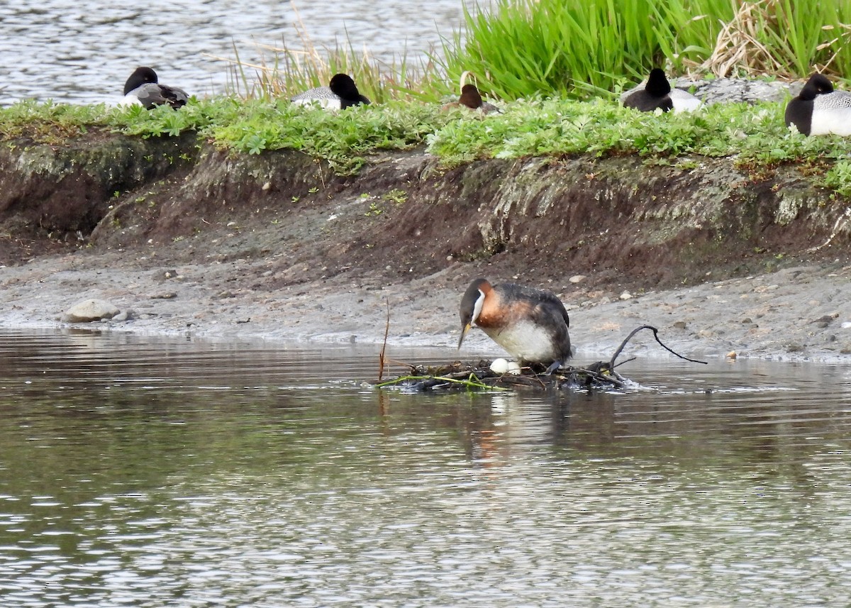 Буурал шунгуур - ML644806558