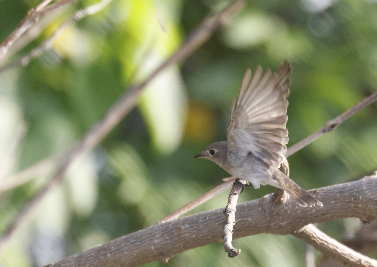 Asian Brown Flycatcher - ML644806563