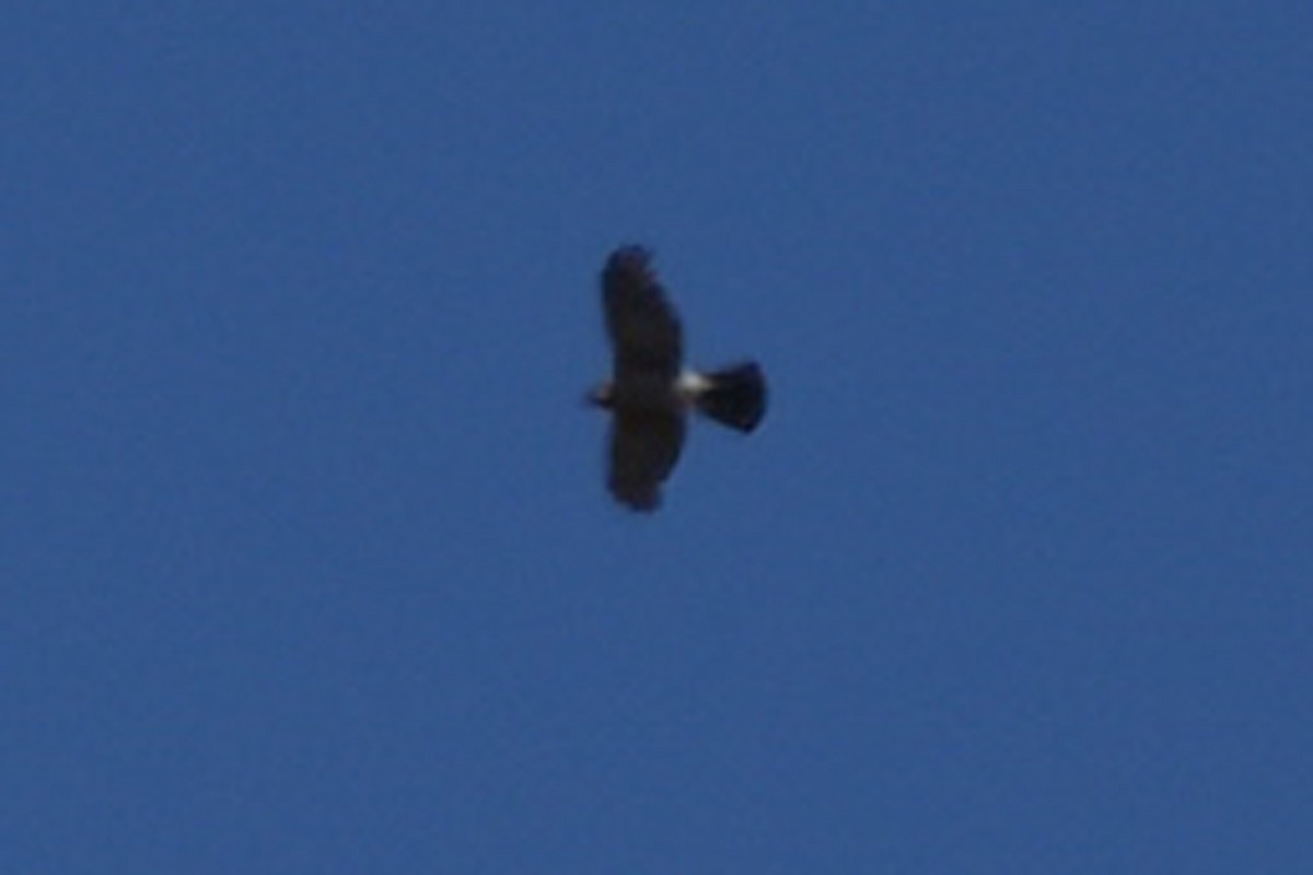 Cooper's Hawk - ML644806579