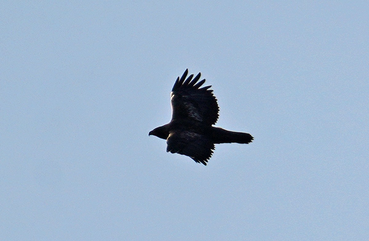 Golden Eagle - ML644806582