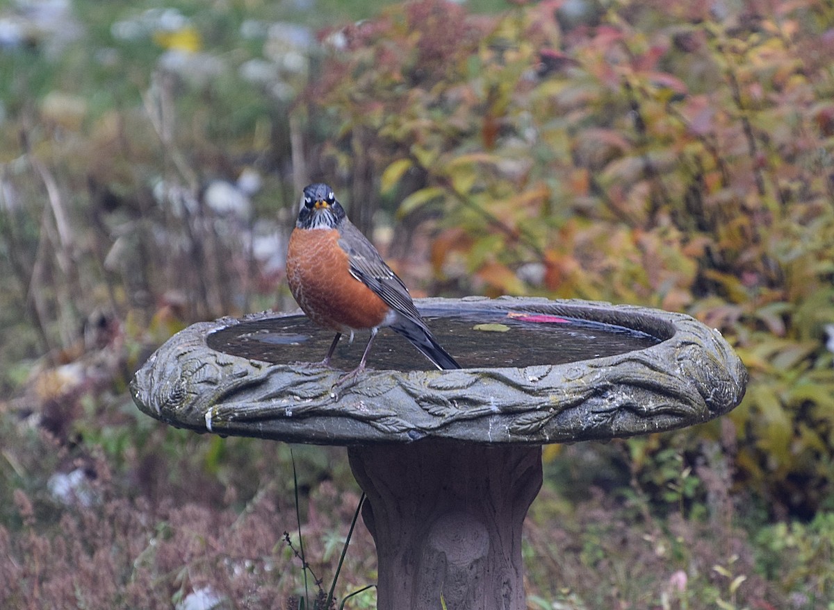 drozd stěhovavý - ML644806584